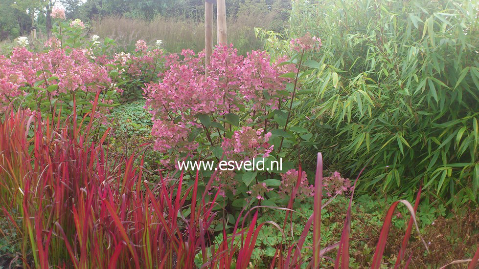 Imperata cylindrica 'Red Baron'