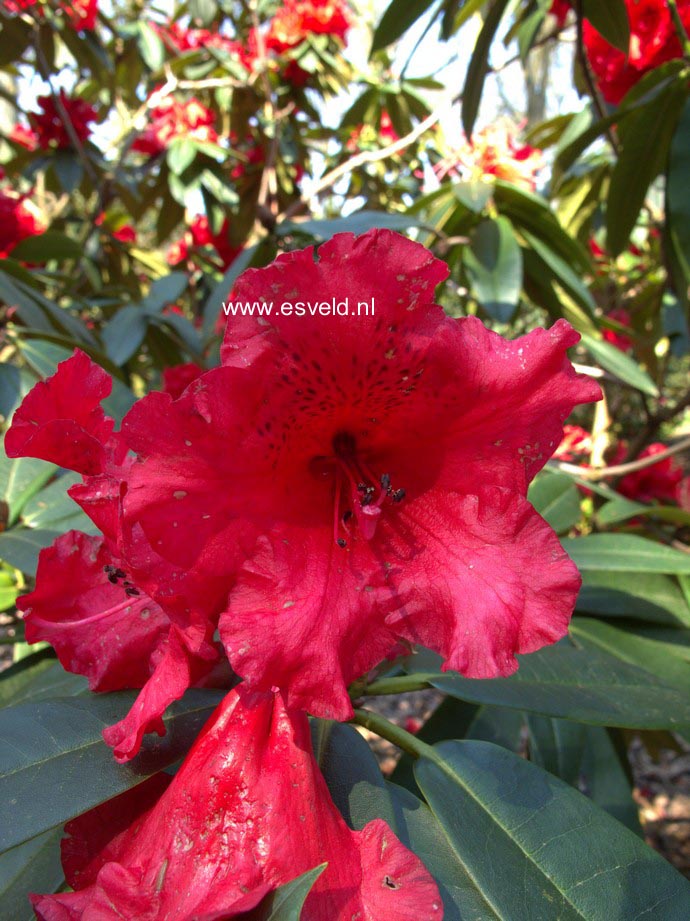 Rhododendron 'Taurus'