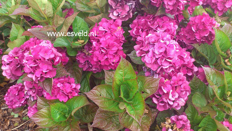 Hydrangea macrophylla 'Merveille Sanguine'