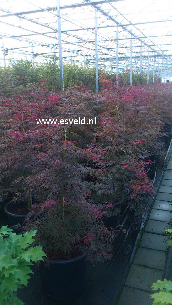 Acer palmatum 'Firecracker'