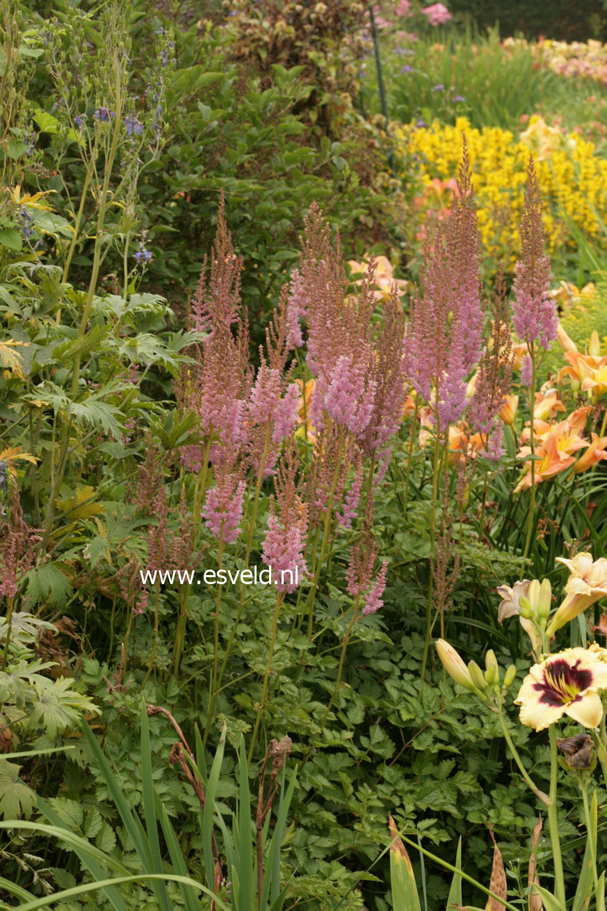 Astilbe chinensis 'Superba'