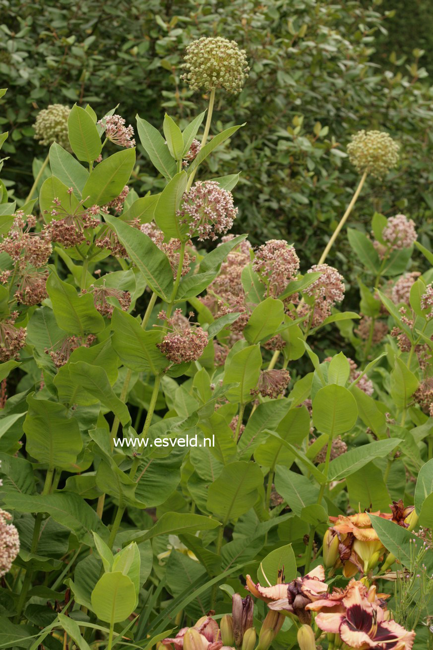 Asclepias tuberosa