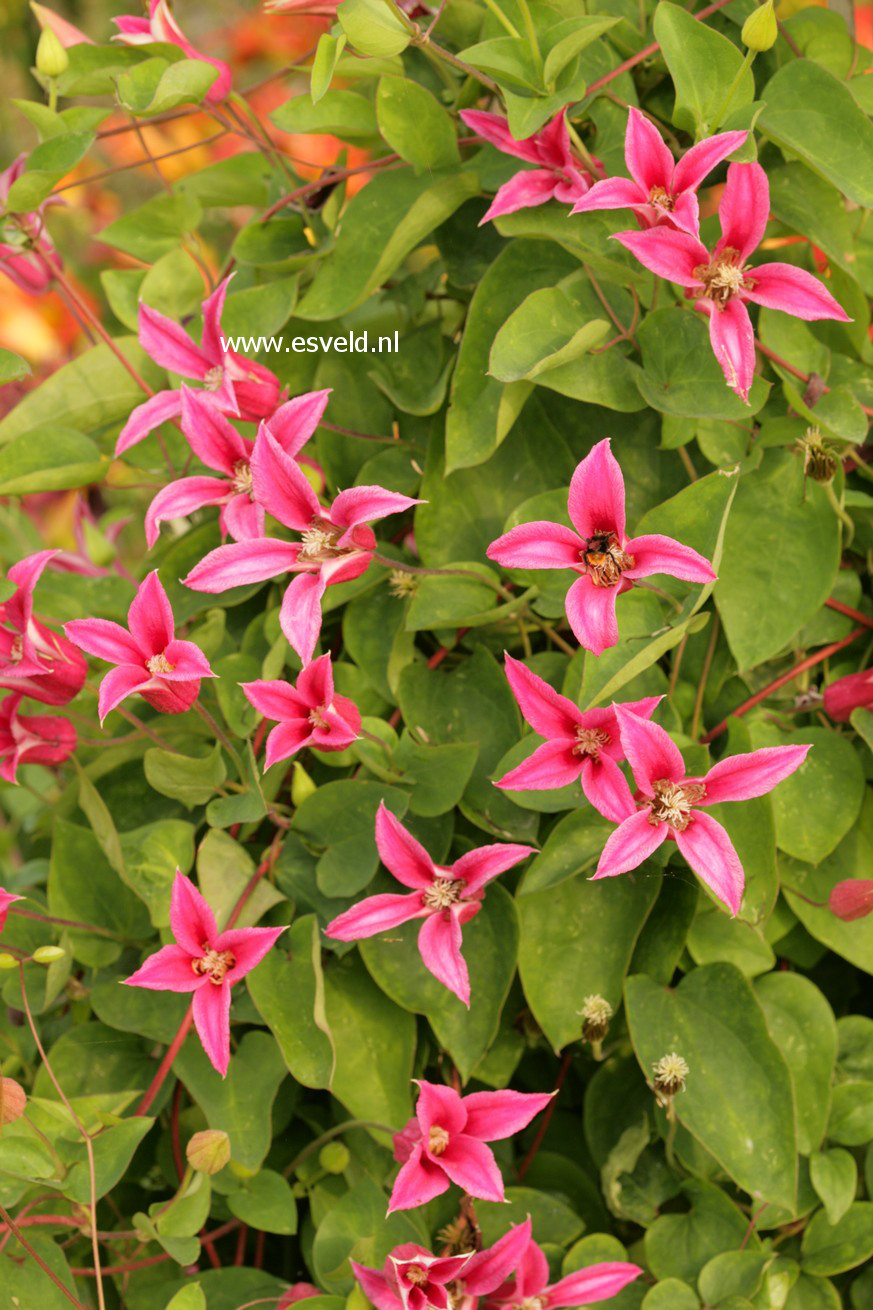 Clematis 'Princess Diana'