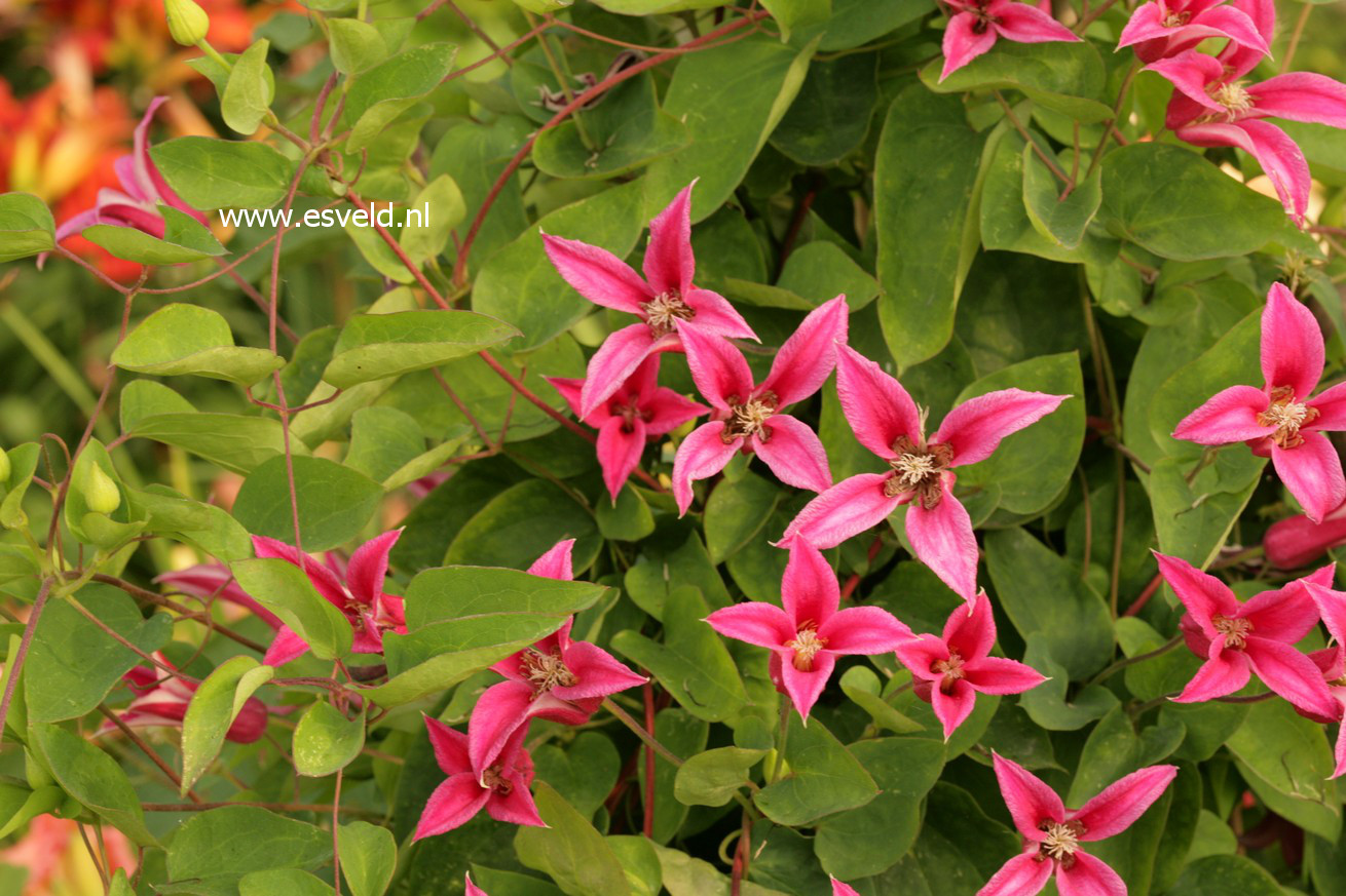 Clematis 'Princess Diana'