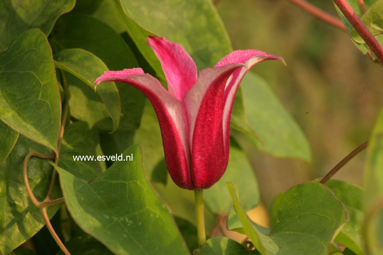 Clematis 'Princess Diana'