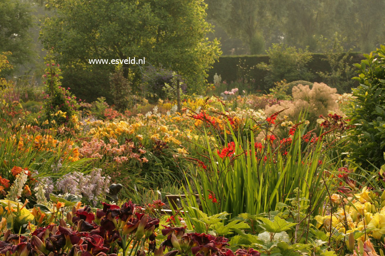 Crocosmia 'Lucifer'