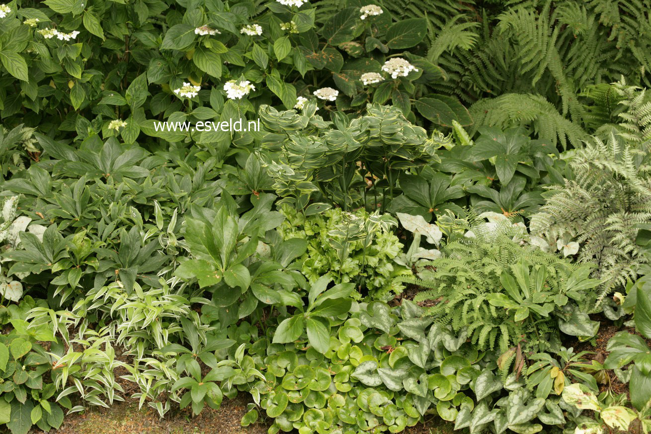 Asarum europaeum