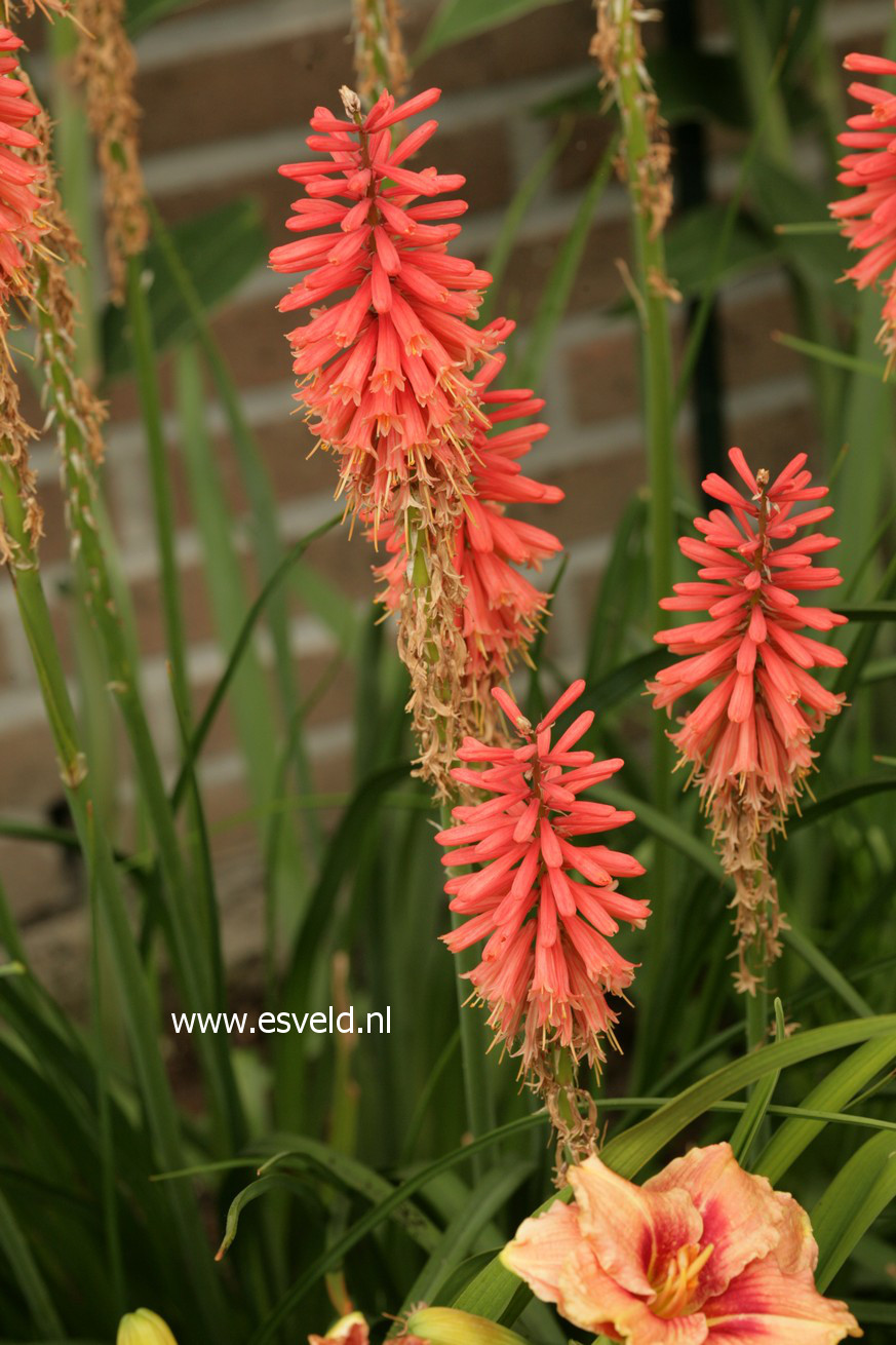 Kniphofia 'Nancy's Red'