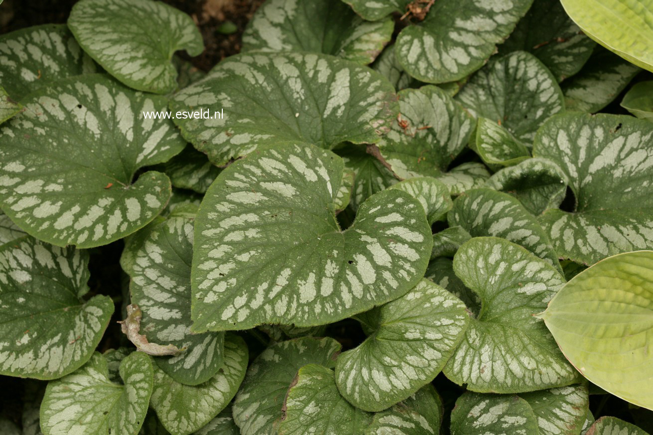 Brunnera macrophylla 'Emerald Mist'