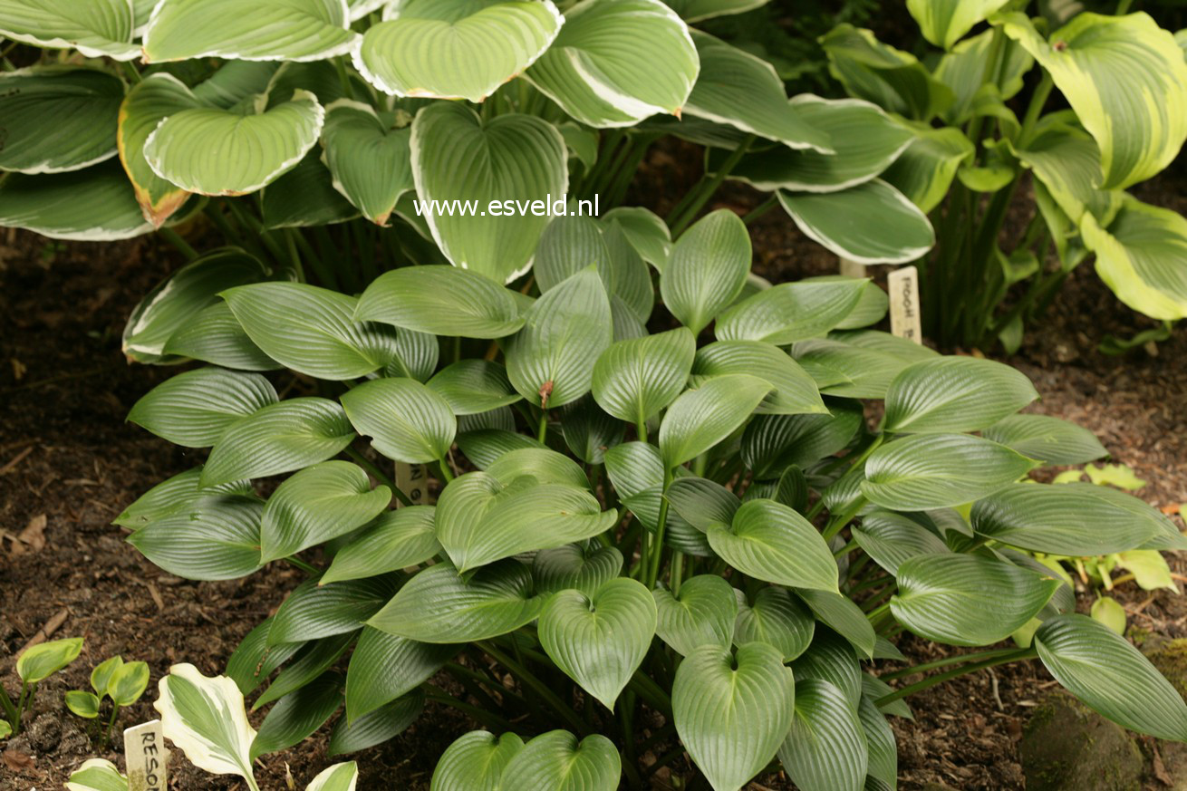 Hosta 'Devon Green'