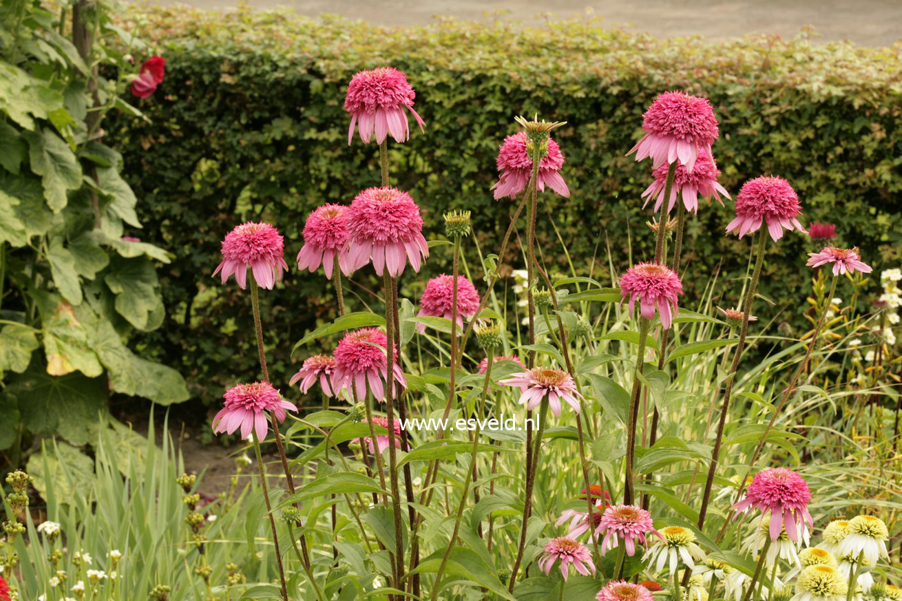 Echinacea purpurea 'Razzmatazz'