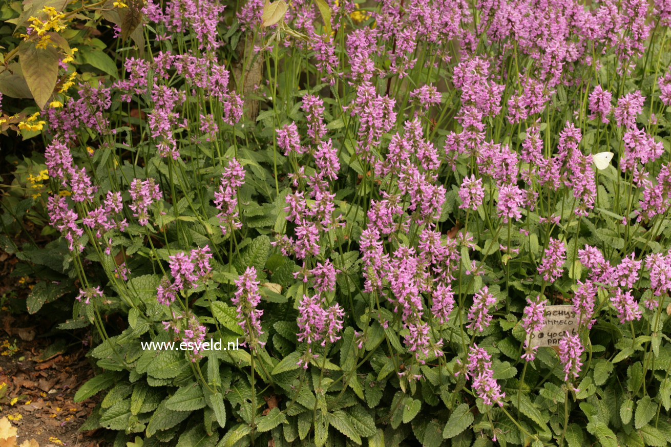 Stachys monnieri 'Hummelo'