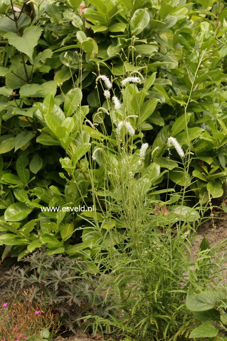 Sanguisorba tenuifolia 'Alba'