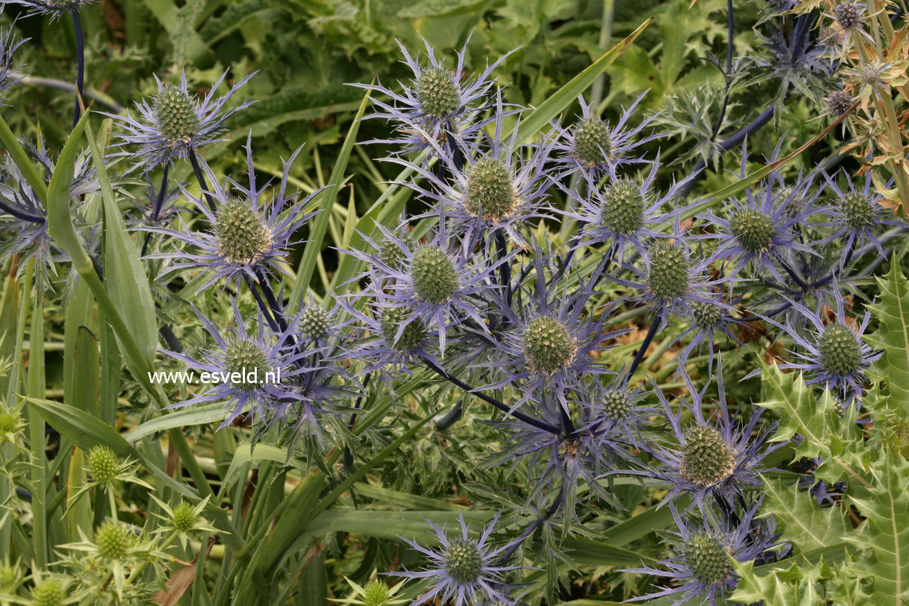 Eryngium bourgatii