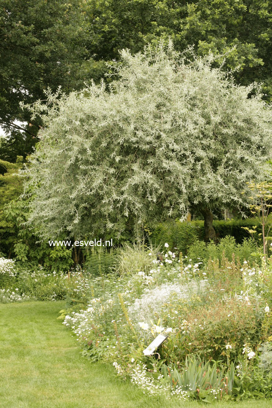 Pyrus salicifolia 'Pendula'