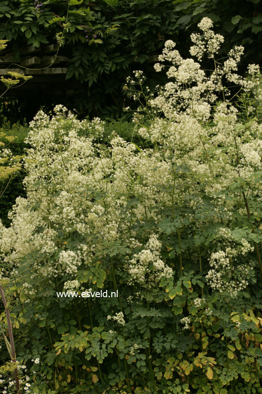 Thalictrum aquilegifolium 'Album'