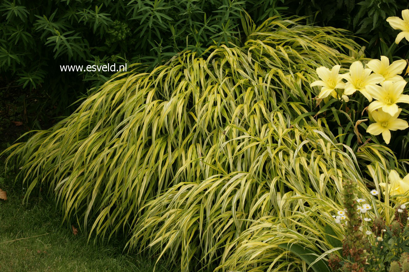 Hakonechloa macra 'Aureola'