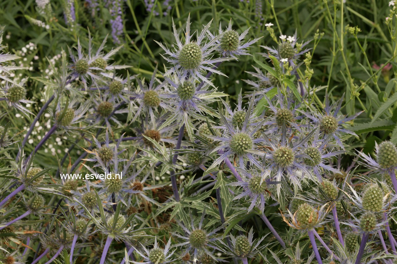 Eryngium alpinum