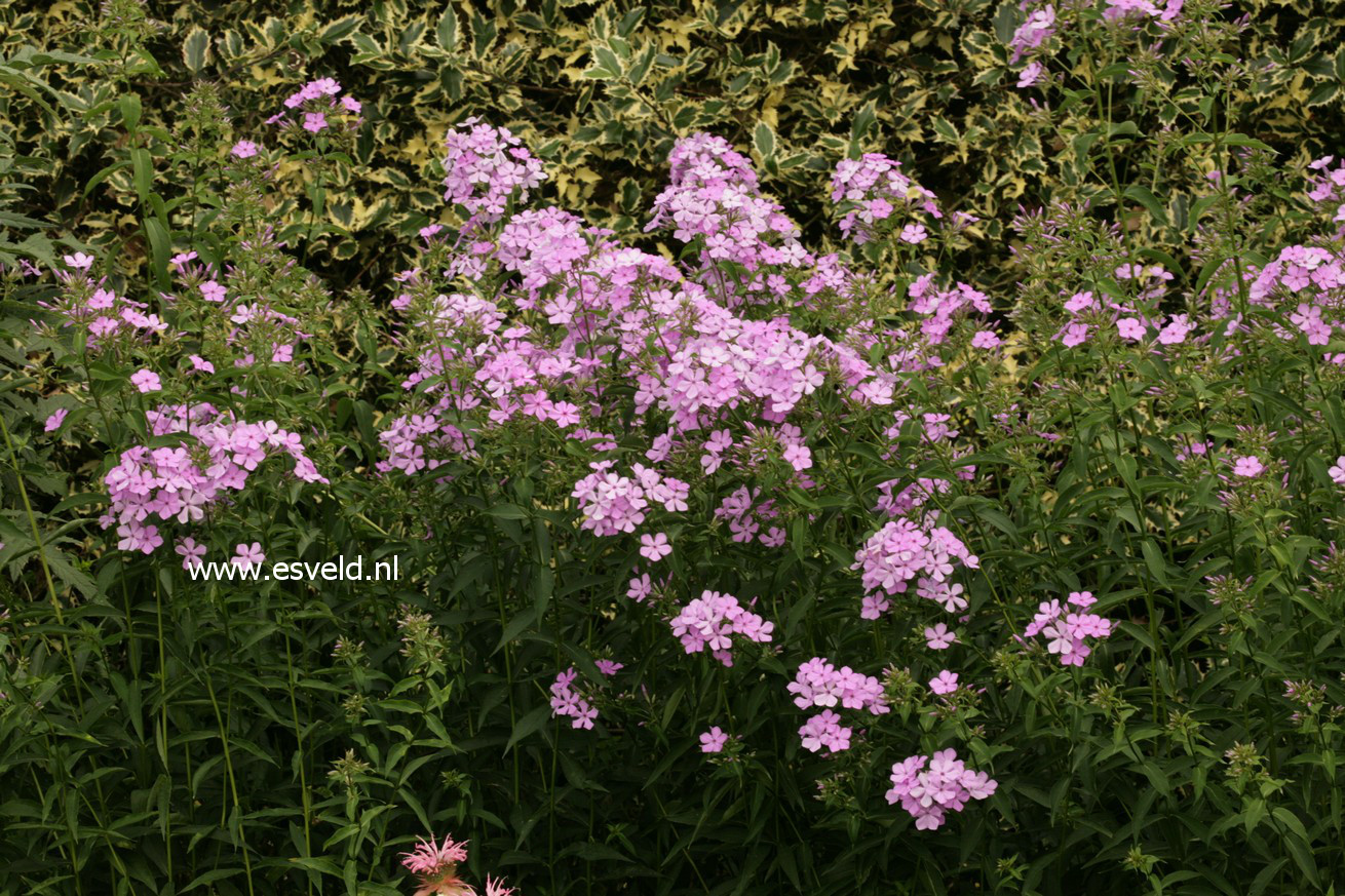 Phlox paniculata