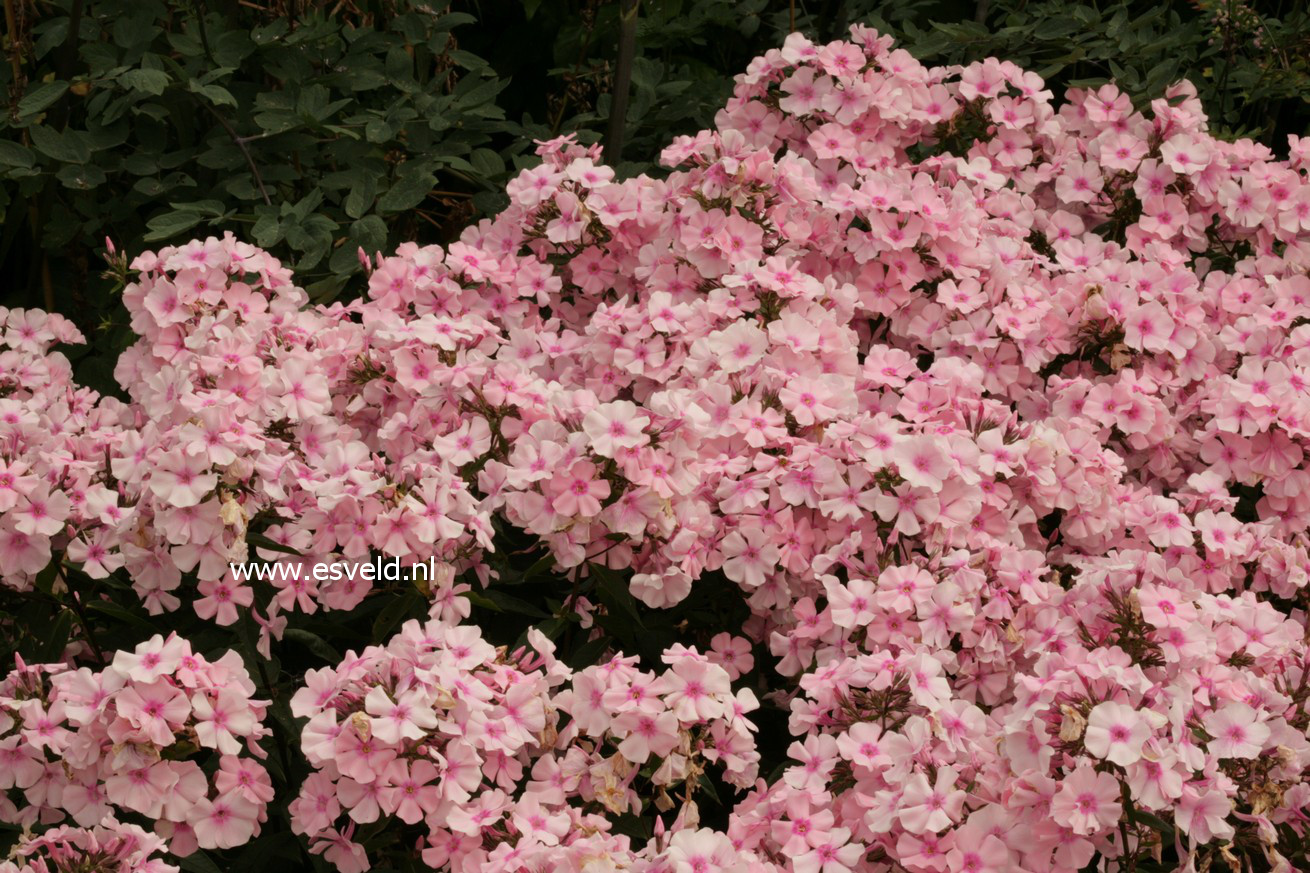 Phlox paniculata 'Rosa Pastell'