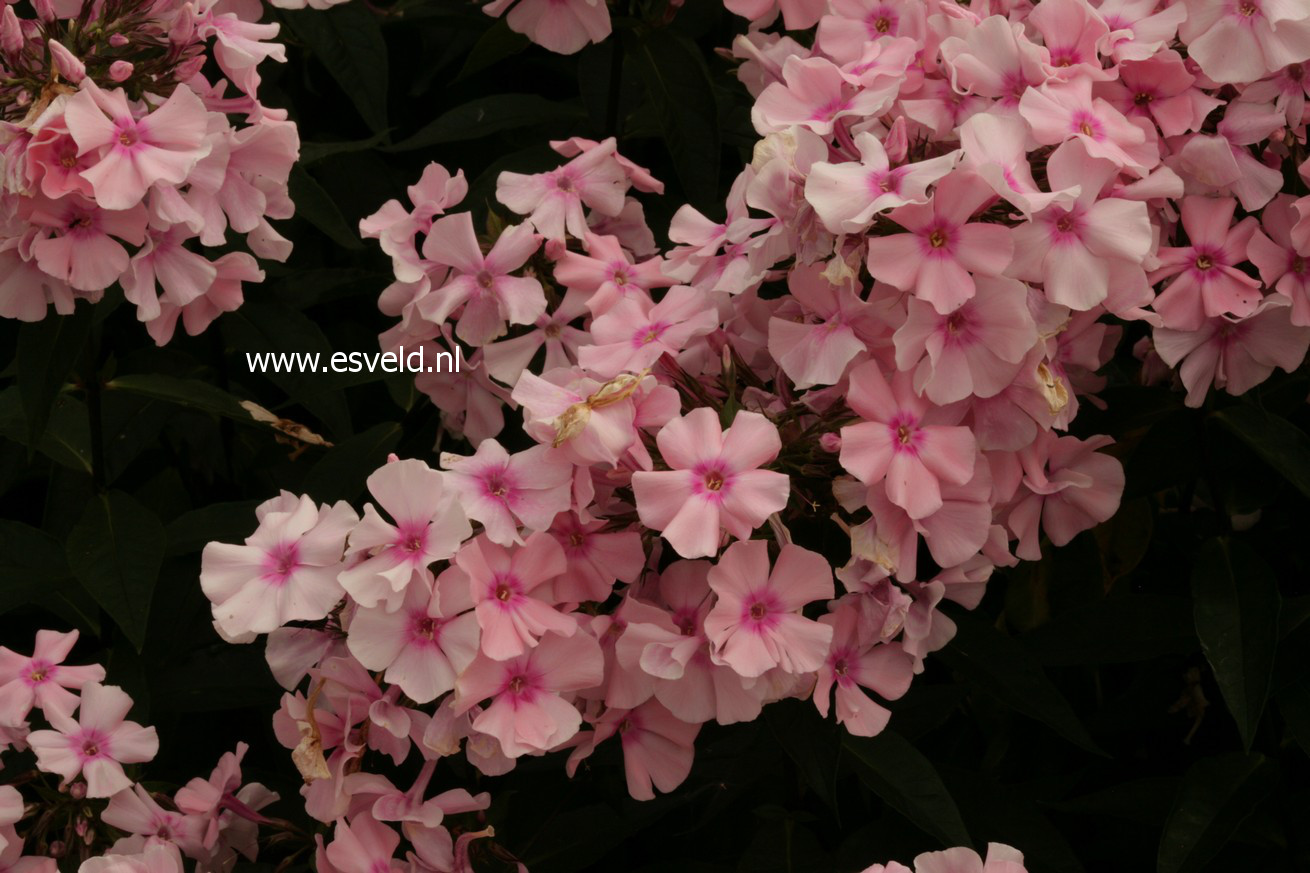 Phlox paniculata 'Rosa Pastell'