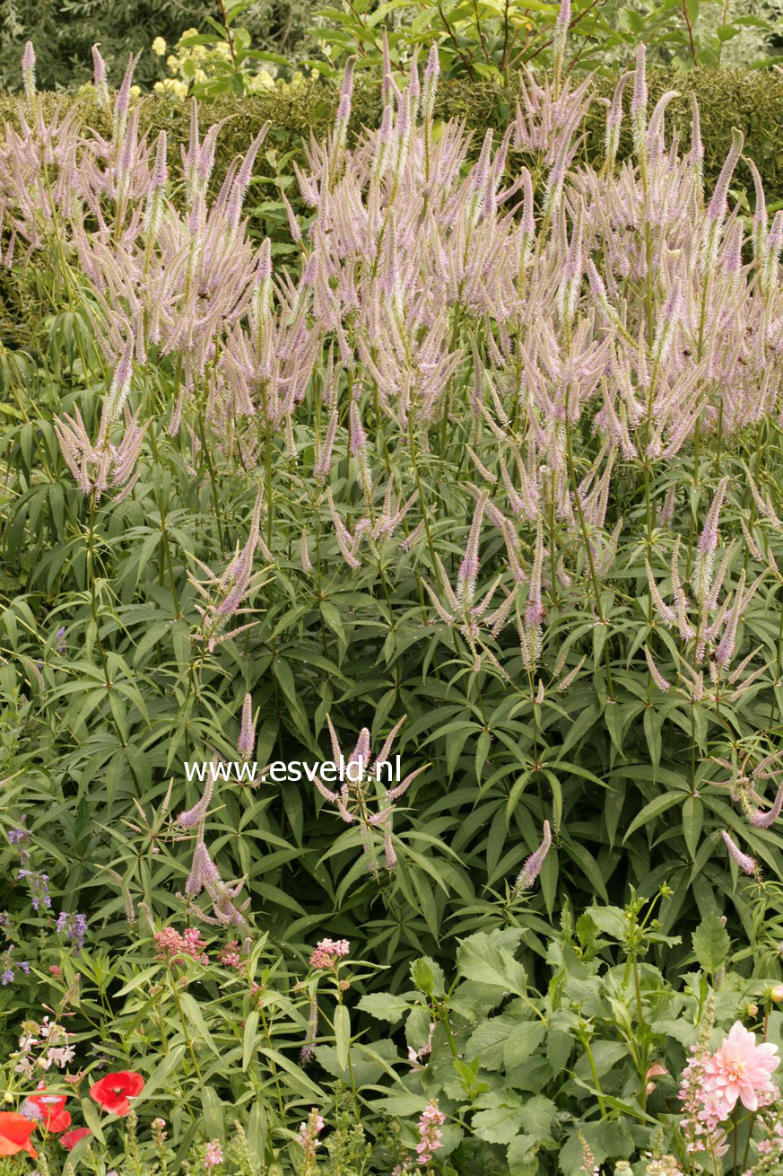 Veronicastrum virginicum 'Fascination'