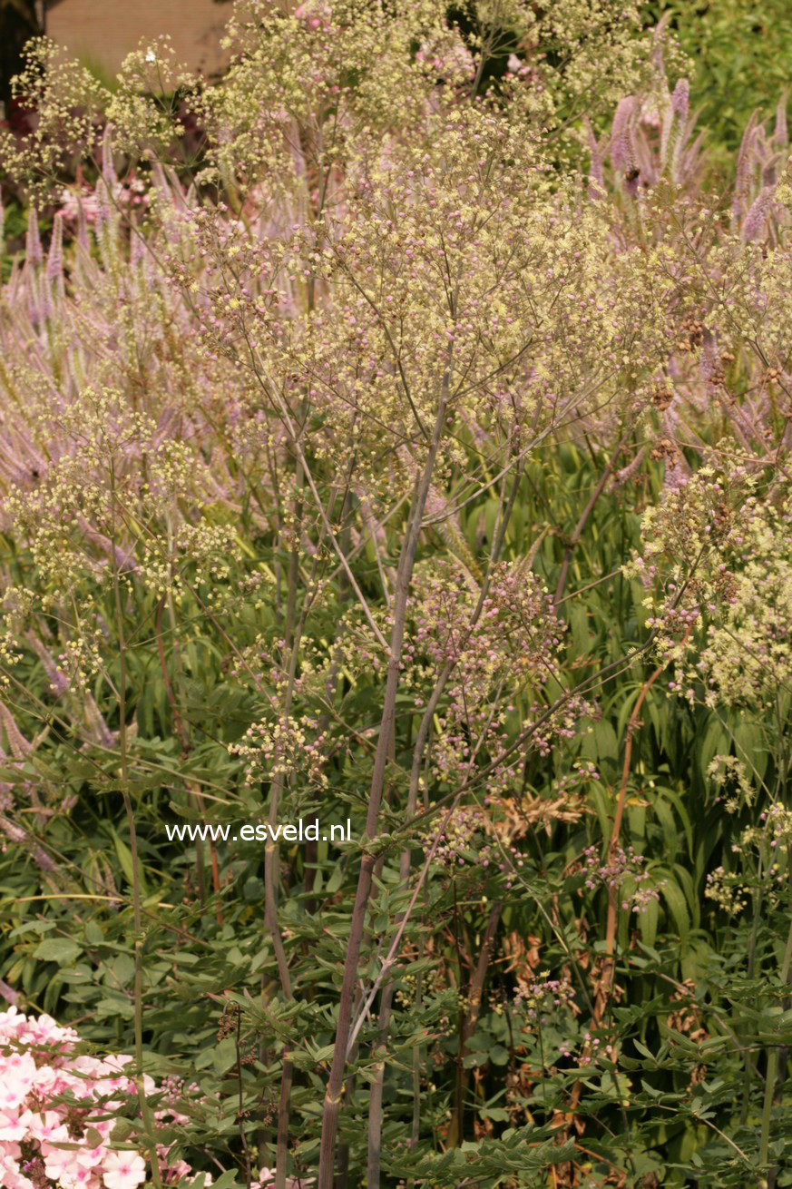 Thalictrum 'Elin'