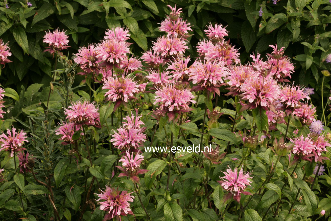 Monarda 'Beauty of Cobham'