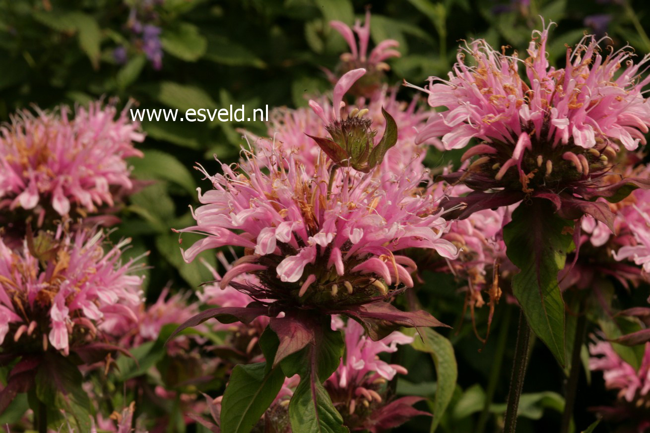 Monarda 'Beauty of Cobham'