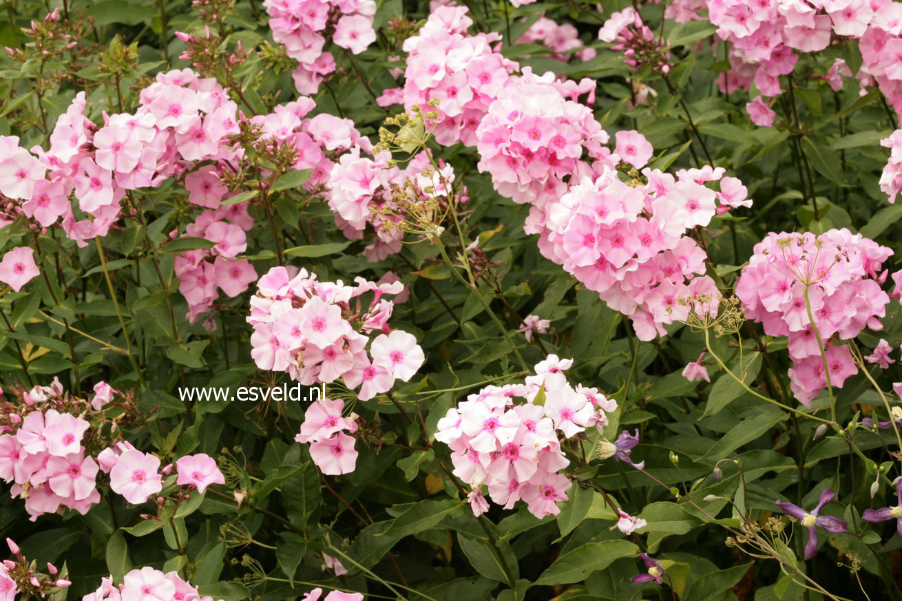 Phlox paniculata 'Mies Copijn'