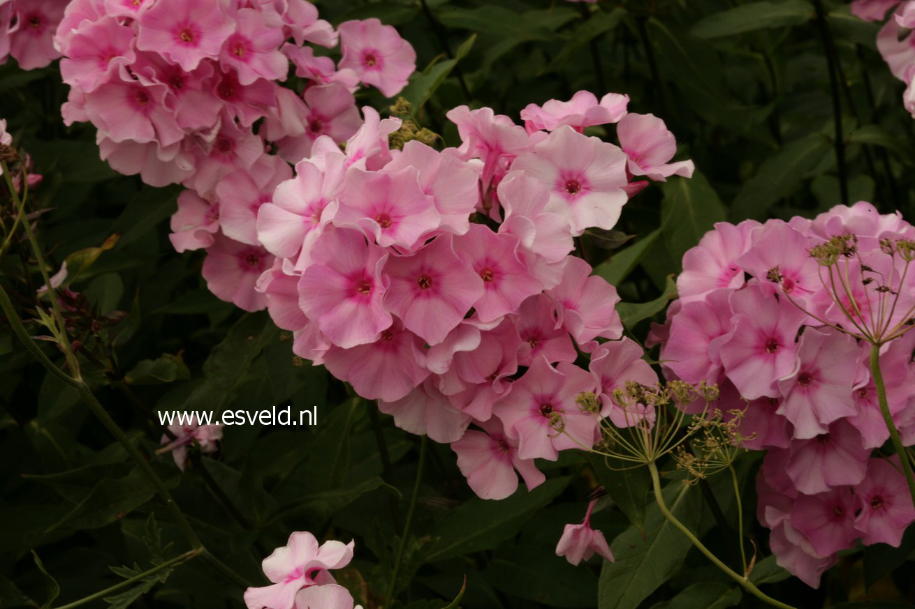 Phlox paniculata 'Mies Copijn'