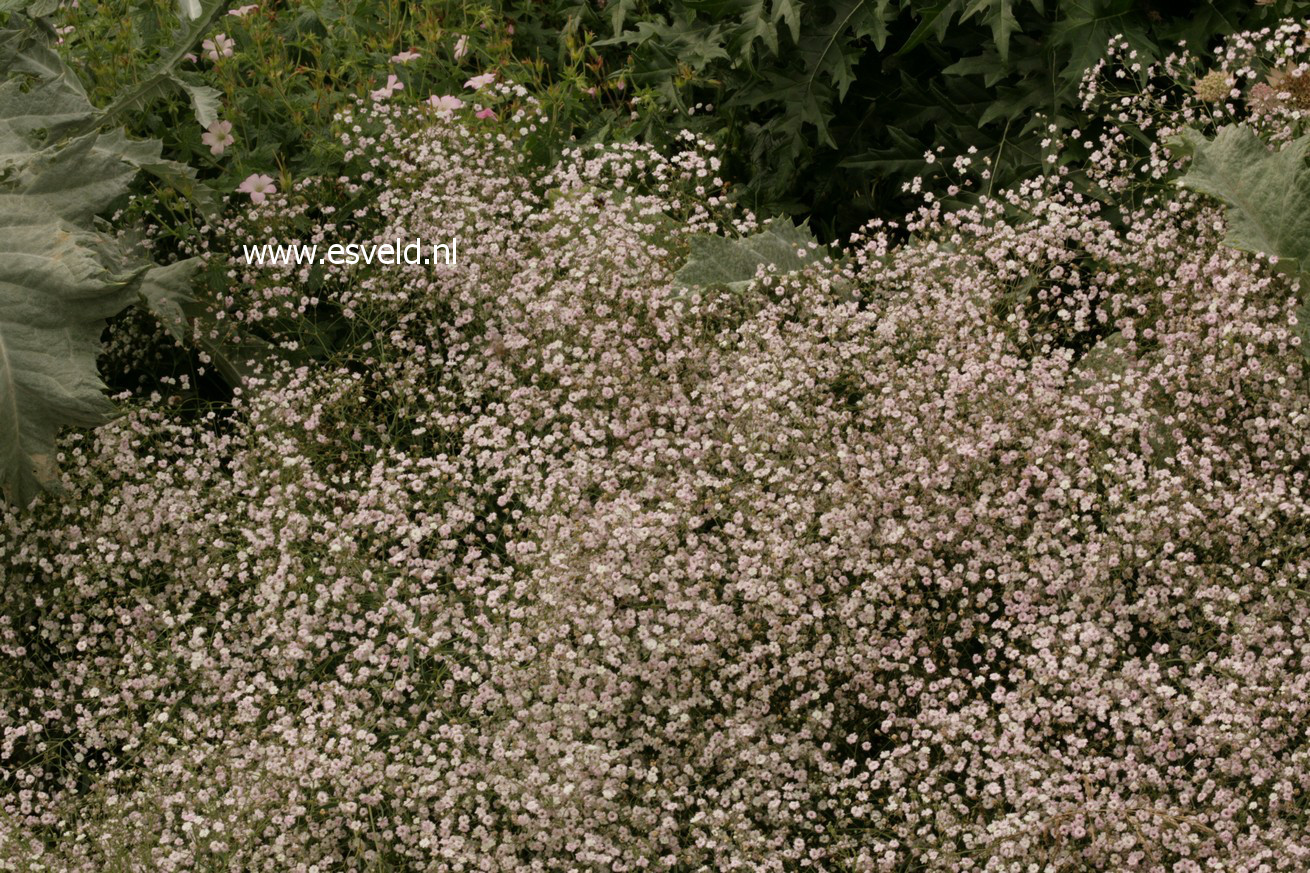 Gypsophila 'Rosenschleier'