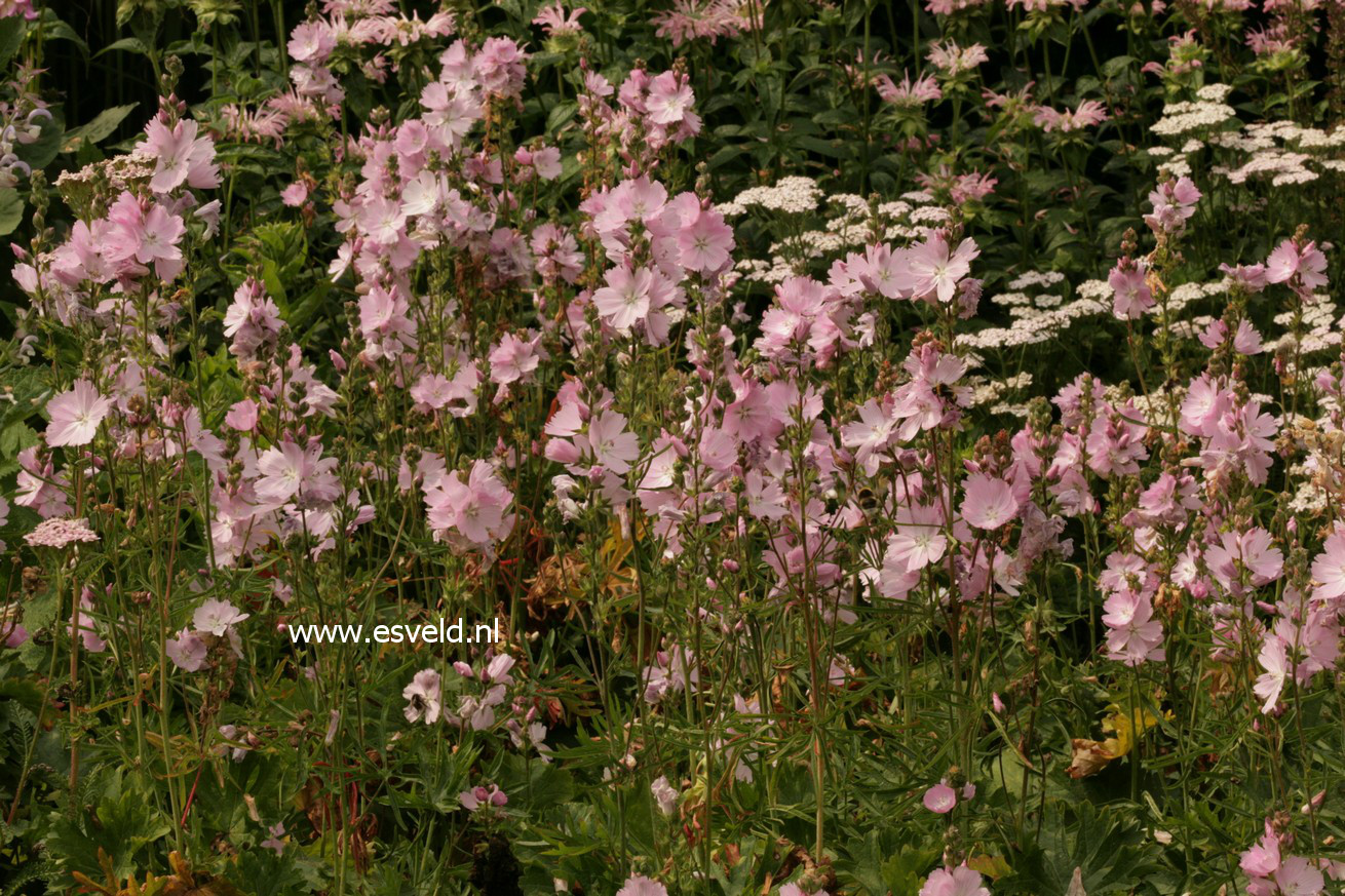 Sidalcea 'Elsie Heugh'