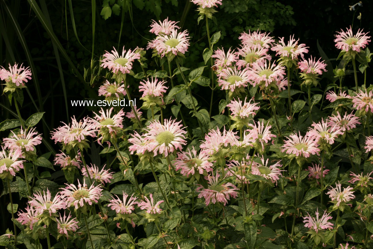 Monarda 'Fishes'