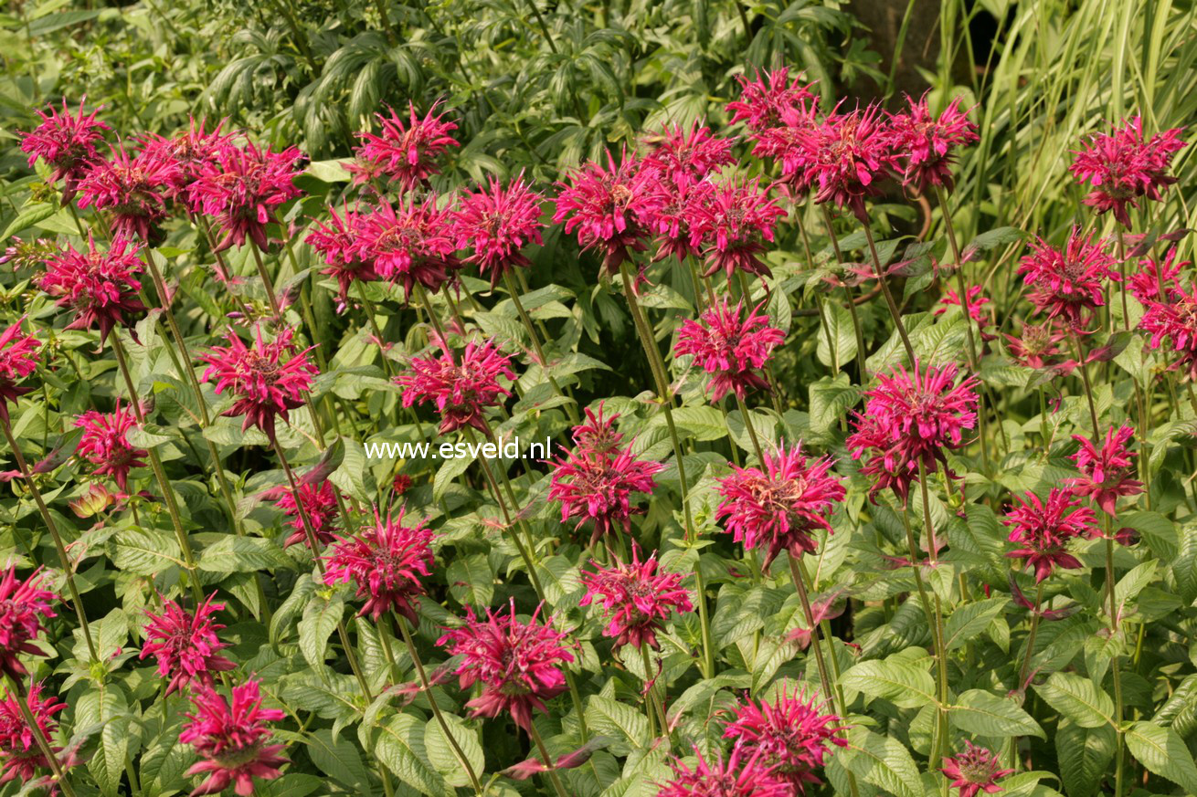 Monarda 'Kardinal'