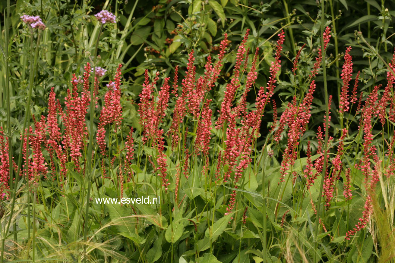 Persicaria amplexicaulis 'Orange Field'