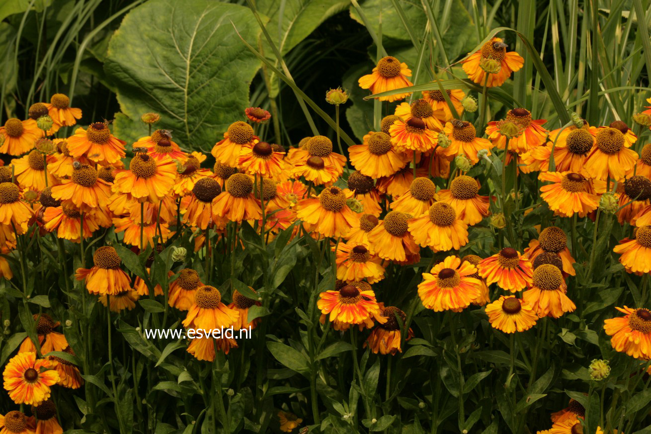 Helenium 'Sahin's Early Flowerer'