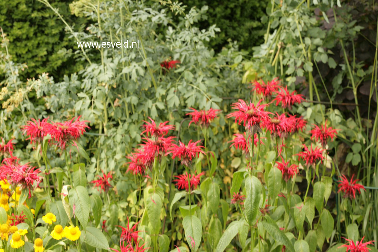 Monarda 'Jacob Cline'