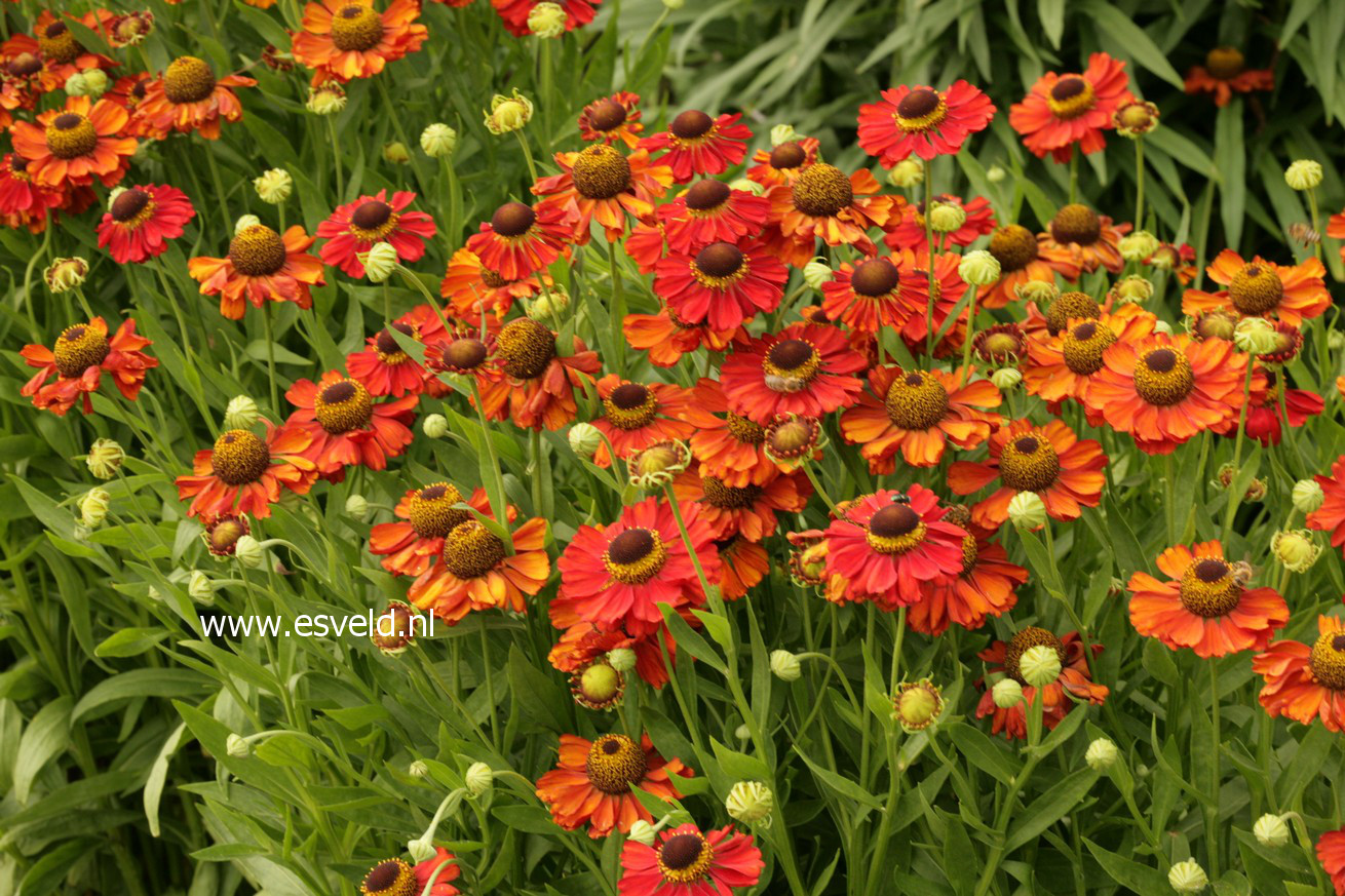 Helenium 'Kupferzwerg'