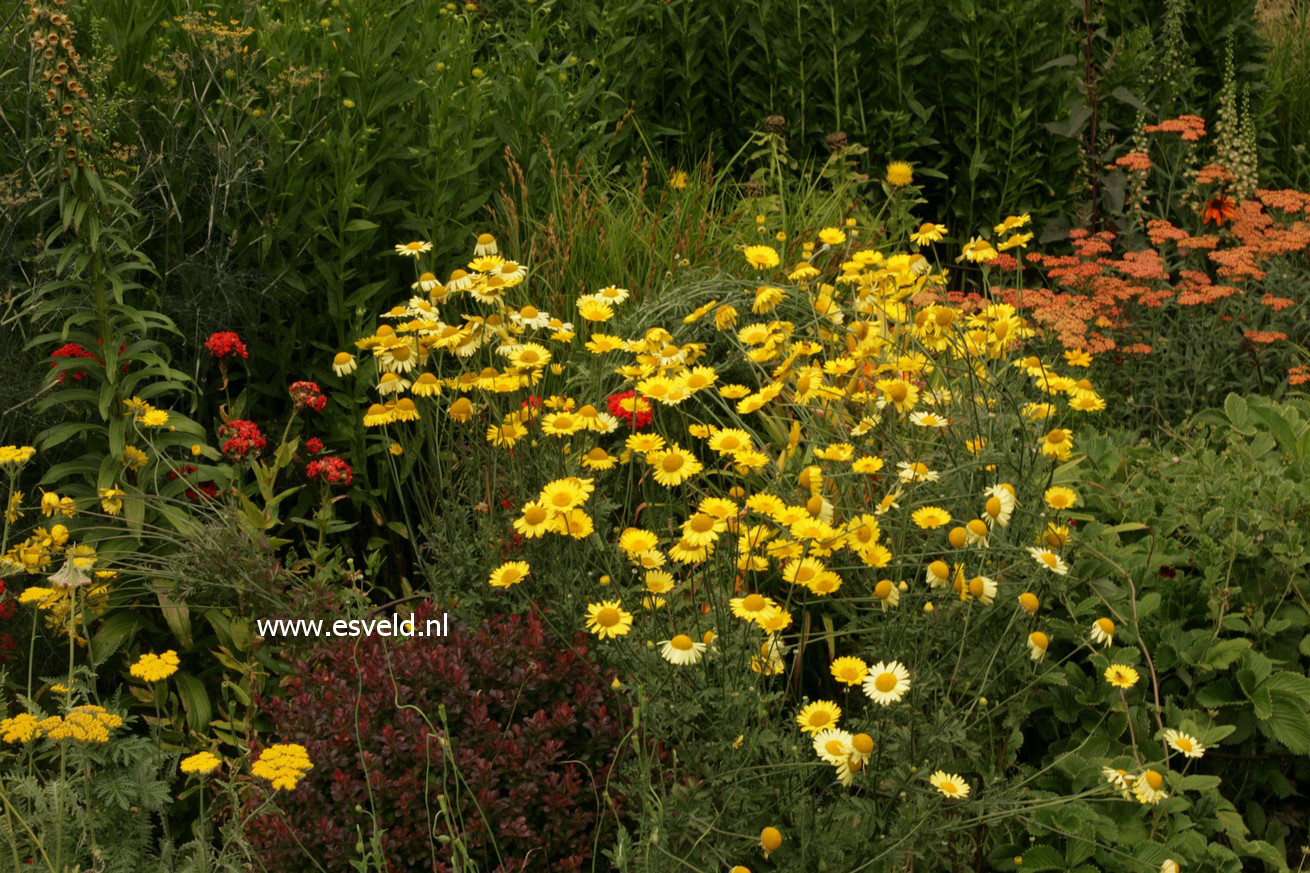 Anthemis tinctoria