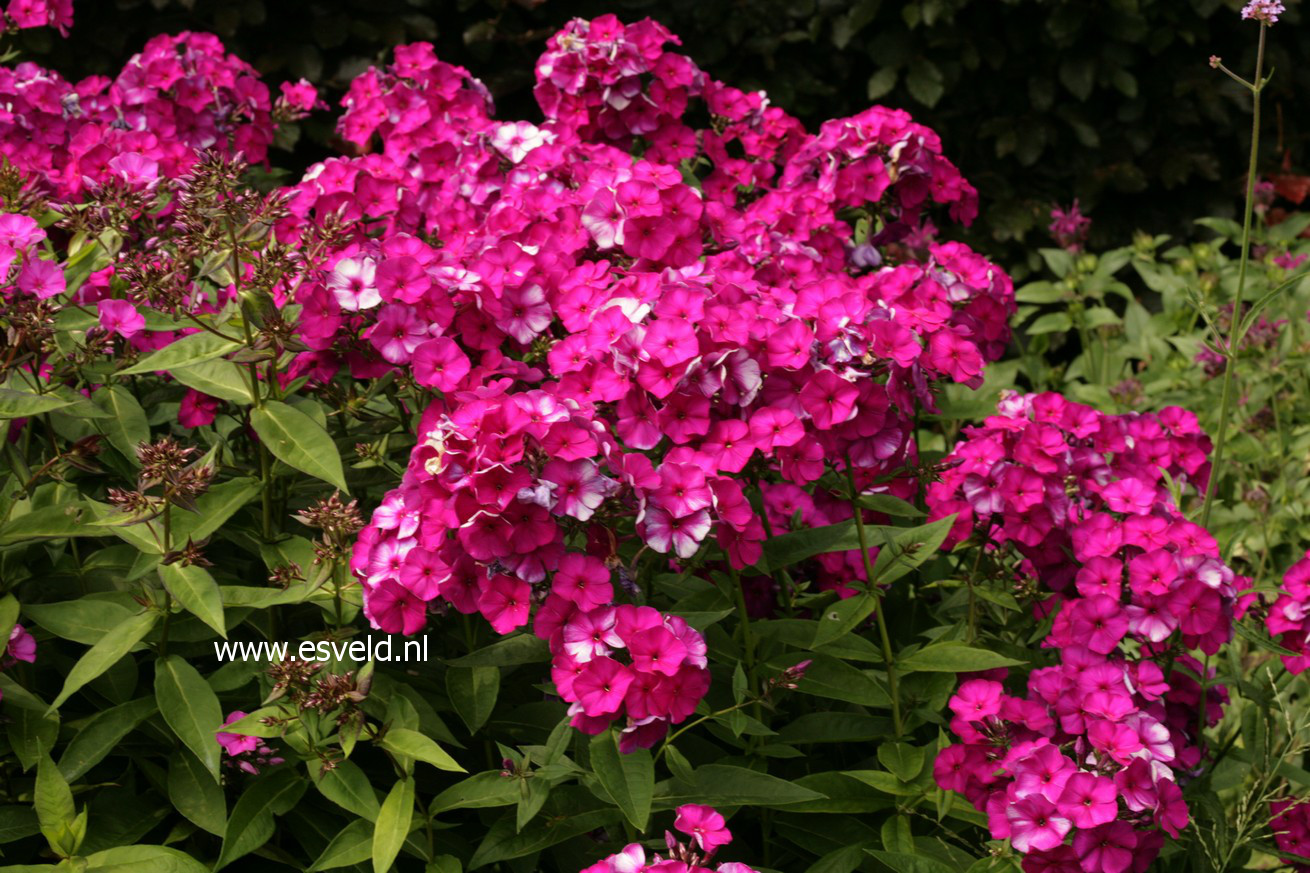 Phlox paniculata 'Amethyst'