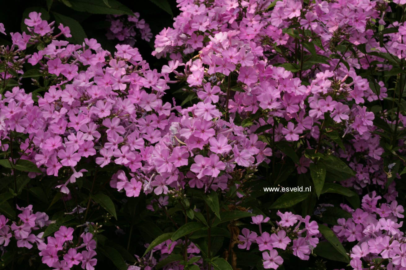 Phlox 'Blue Evening'