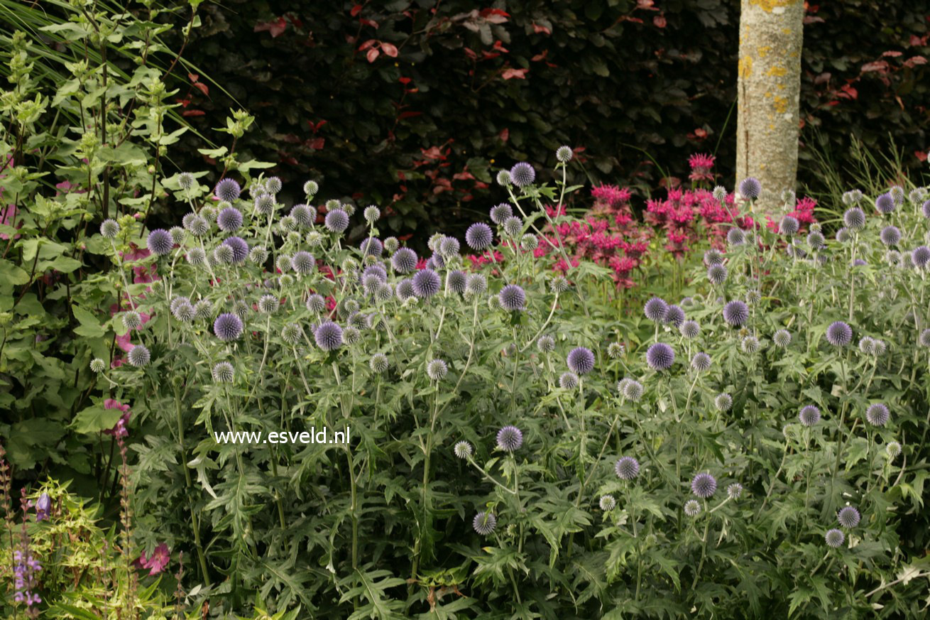 Echinops ritro 'Veitch's Blue'