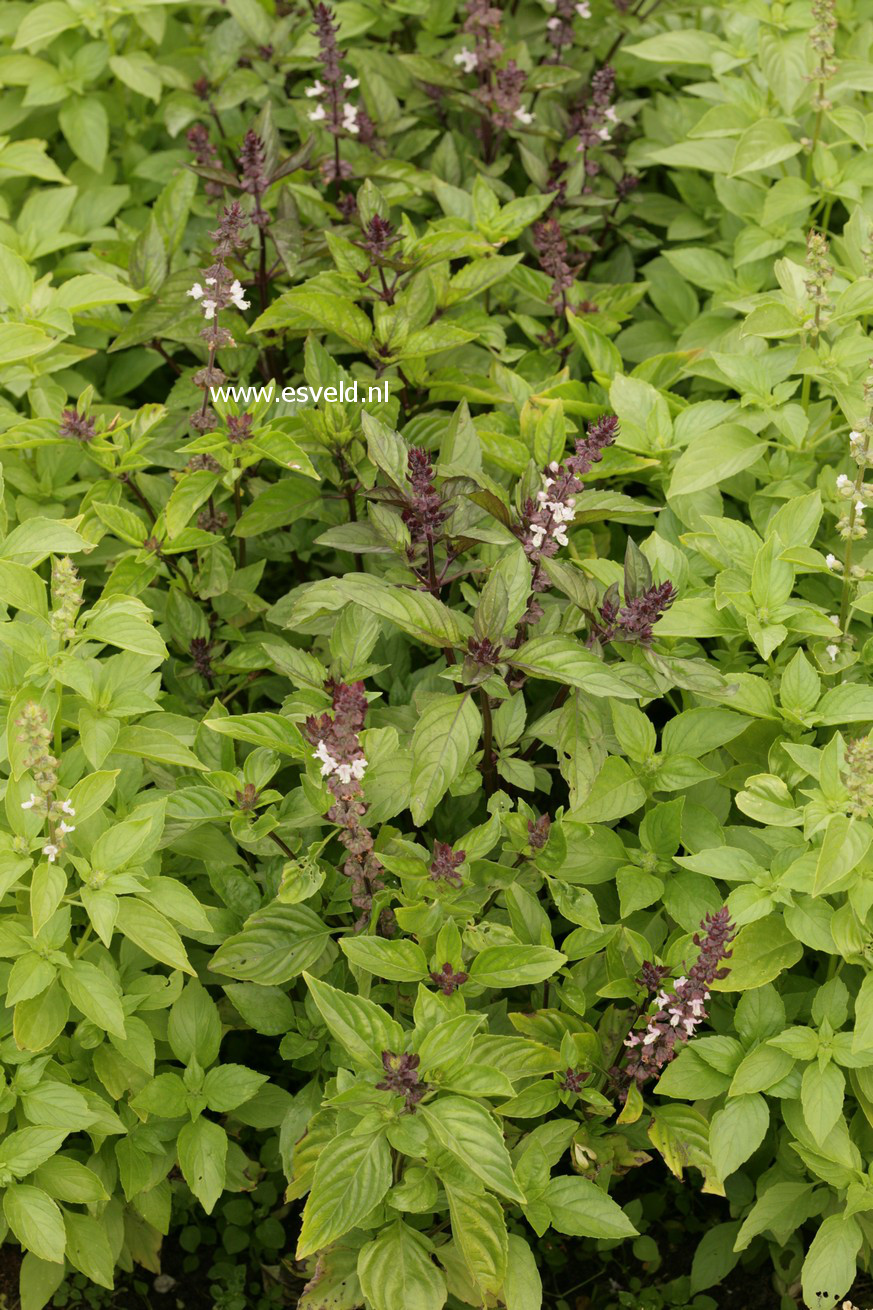 Ocimum basilicum 'Magic Blue'