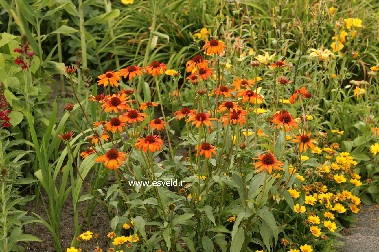 Echinacea purpurea 'Tiki Torch'