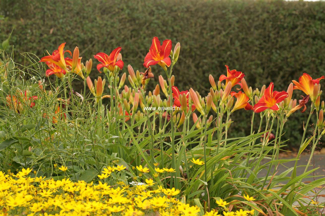 Hemerocallis 'Chicago Fire'