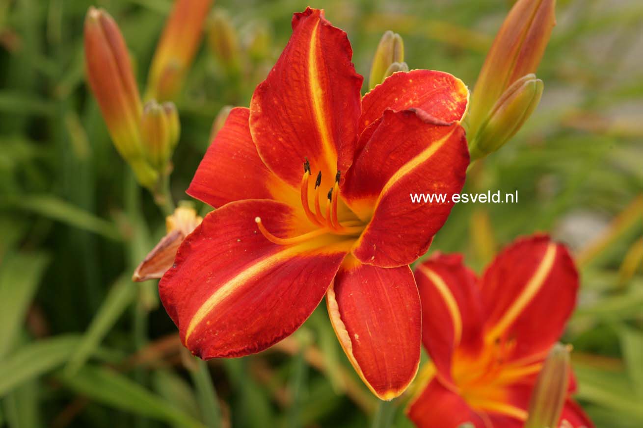 Hemerocallis 'Chicago Fire'