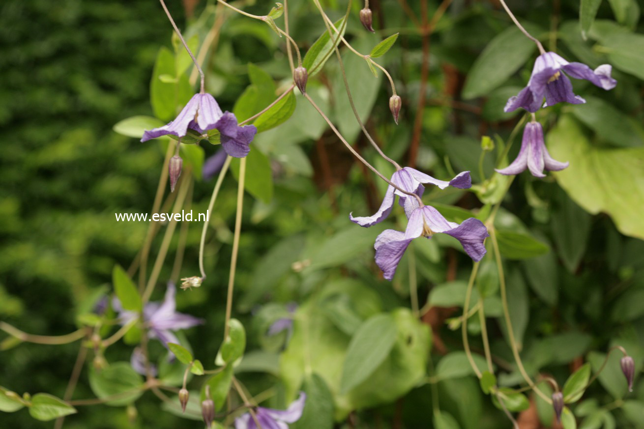 Clematis 'Hendryetta'