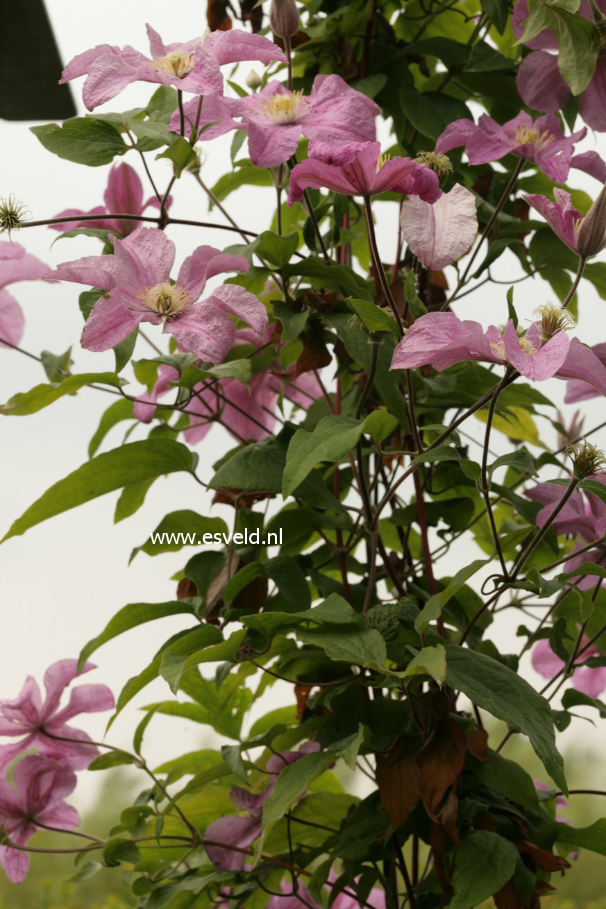 Clematis 'Comtesse de Bouchaud'