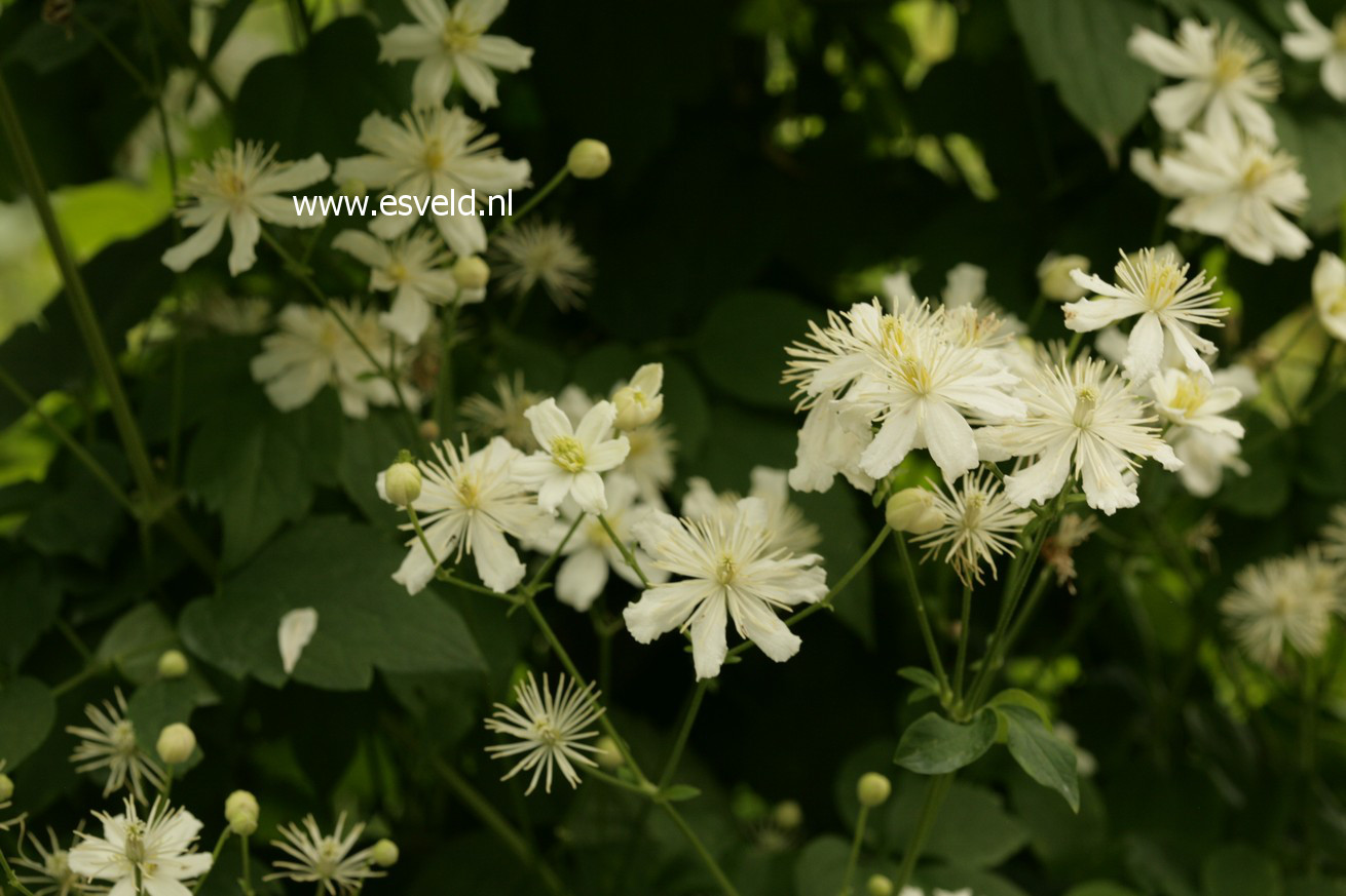 Clematis 'Paul Farges' (SUMMER SNOW)